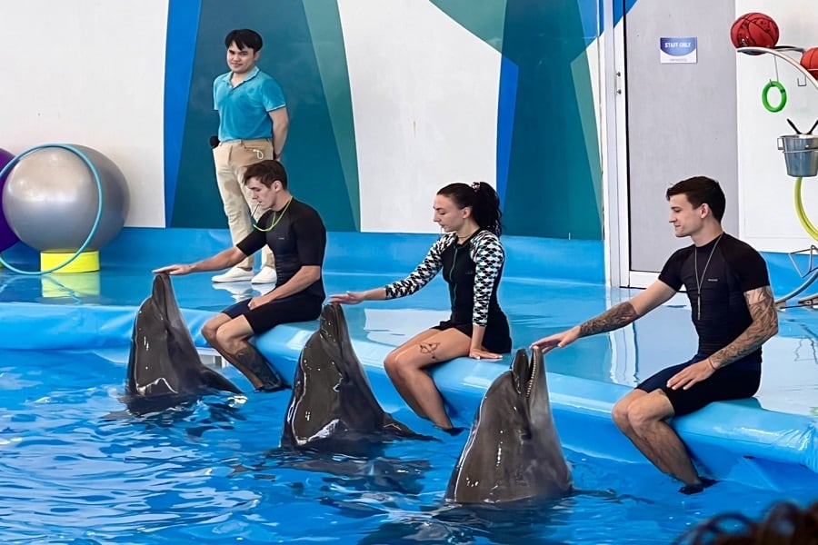 דולפינריום פאטיה (Pattaya Dolphinarium)