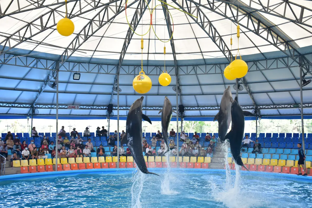 מופע דולפינים בפוקט – Dolphins Bay Phuket