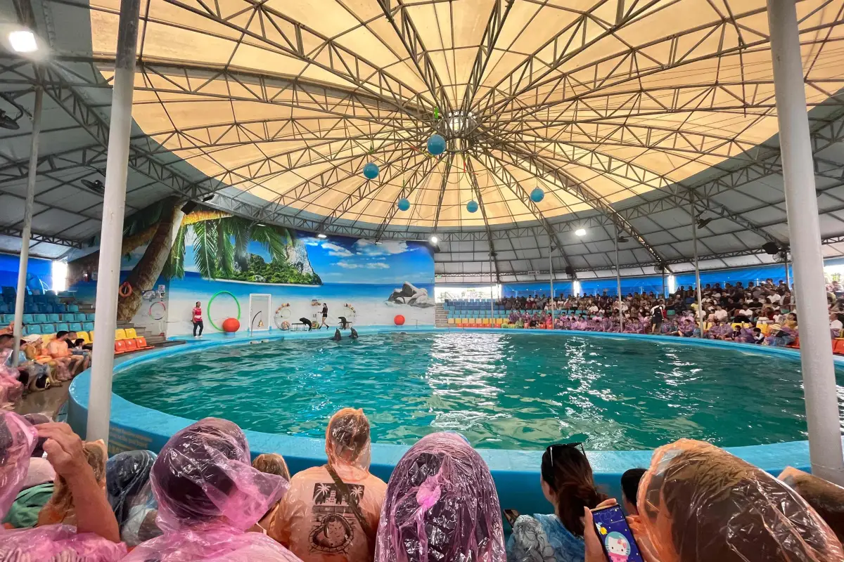 מופע דולפינים בפוקט – Dolphins Bay Phuket