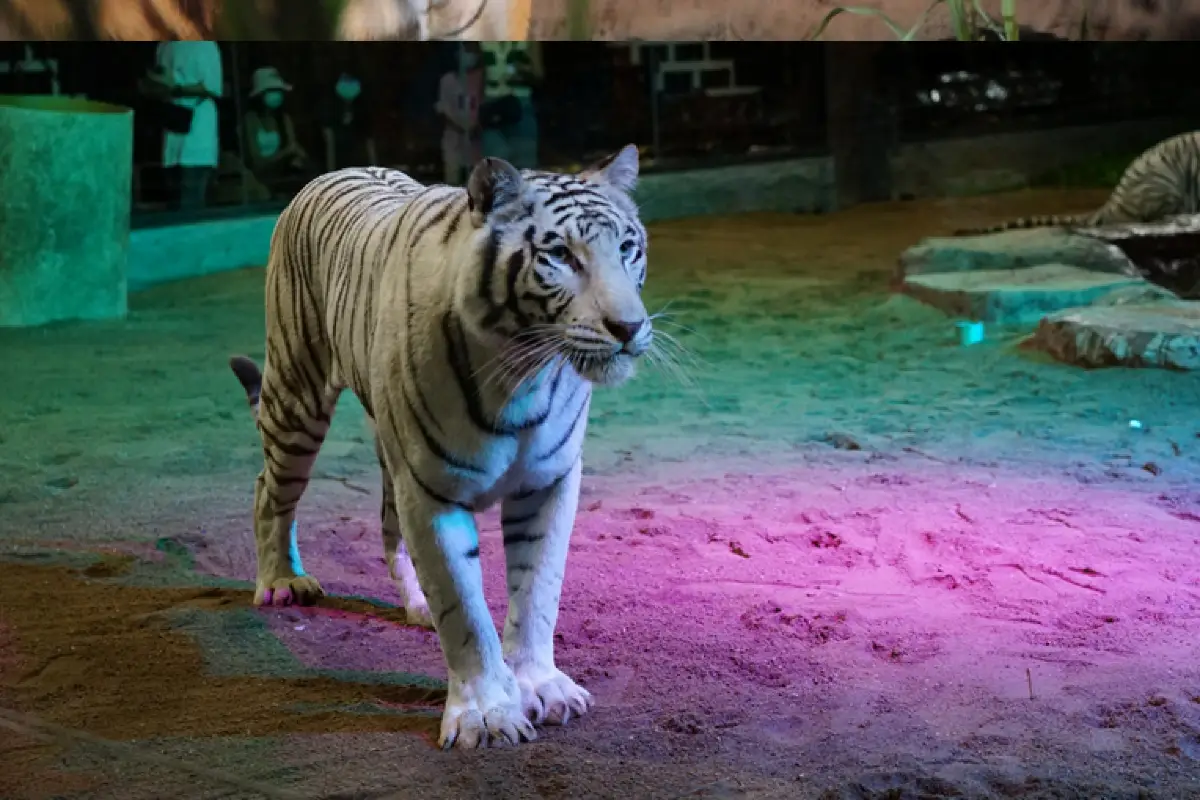 ספארי הלילה בצ'יאנג מאי – Chiang Mai Night Safari