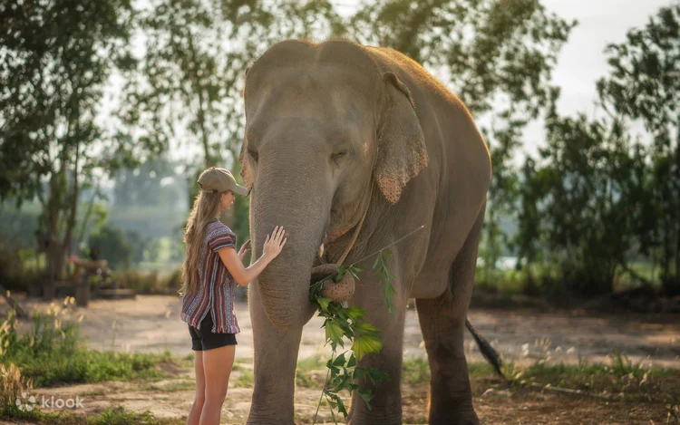 חוות שיקום פילים בפטאיה – Pattaya Elephant Sanctuary